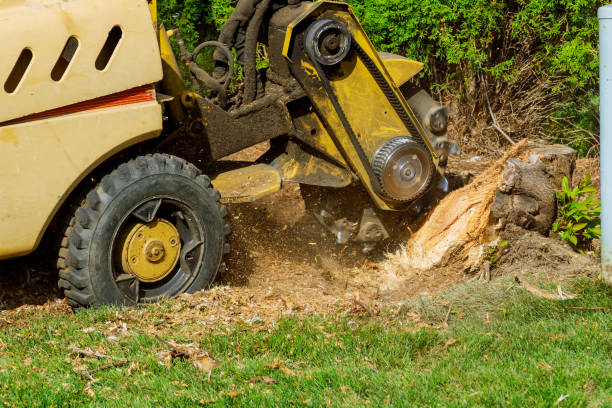  Crownpoint, NM Tree Service Pros